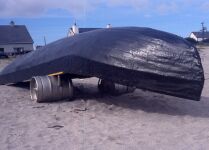 A fine use for beer barrels under this currach..