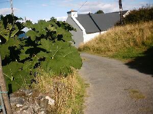 Bear Island - Oile�n B�ara