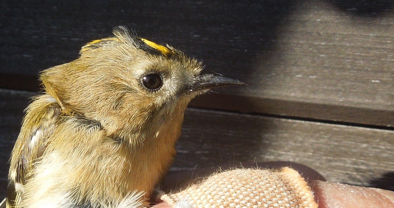 Goldcrest - 5.7g