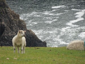 �rainn Mh�ir - sheep grazing near the lighthouse