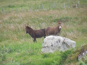 �rainn Mh�ir - donkeys