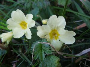 Primrose - Primula vulgaris - Sabhairc�n