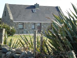 New Zealand Flax - Phormium tenax - L�on na Nua-Sh�alainn