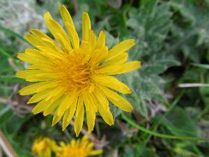 Dandelion - Taraxacum officinale agg - Caisearbh�n