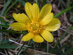Celandine, Lesser - Ficaria verna - Gr�n arc�in
