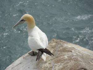 Great Saltee