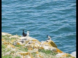 Great Saltee