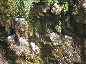 Great Saltee - kittiwakes