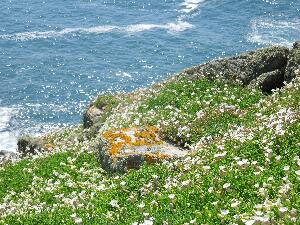 Great Saltee